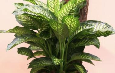 Plantas que purificam o ambiente