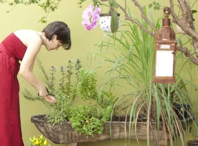 Horta em casa: Como fazer e cultivar